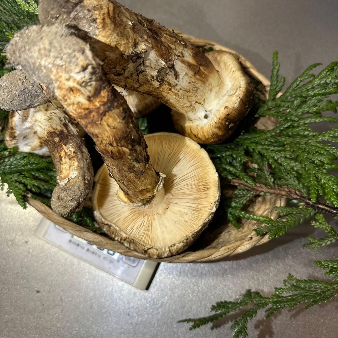 国産天然松茸‼️500g‼️10／18朝採れ‼️