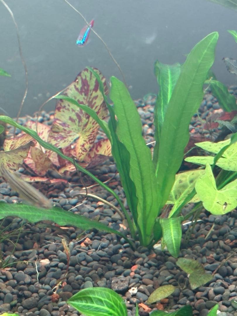 エキノドルス　ホレマニーグリーン　“Real”