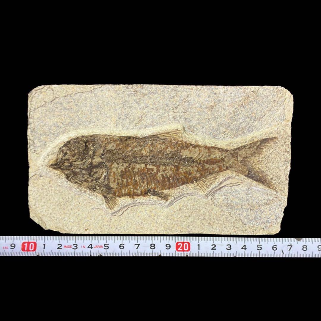 ナイティア　魚の化石　アメリカ　ワイオミング州 産　特大