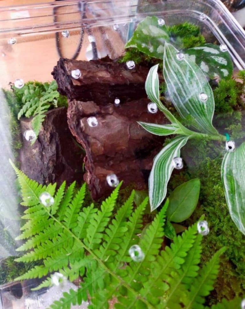 自然中の飼育箱、苔テラリウム(枝でアーチ)