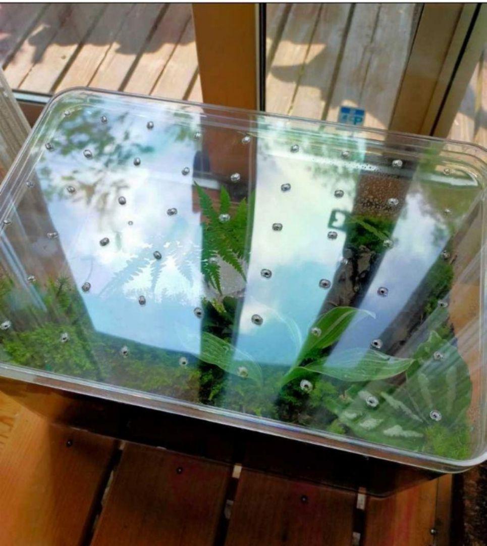 自然中の飼育箱、苔テラリウム(枝でアーチ)