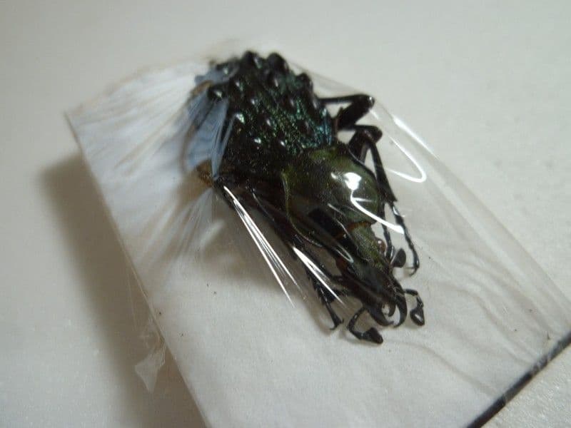 【外国産オサムシ標本】イボカブリモドキ/甘粛省.文県南山産/39.6mm