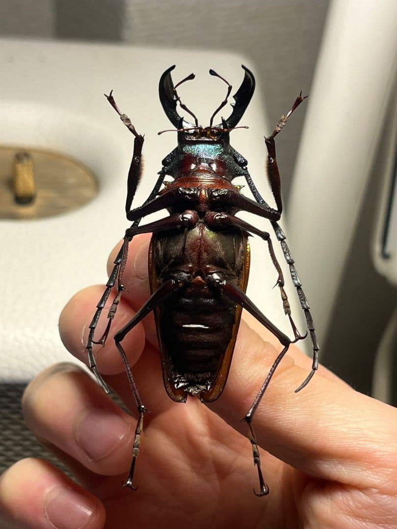 【赤黄緑青】ルリオニカミキリ ムラサキオニノコギリカミキリ キンオニ標本