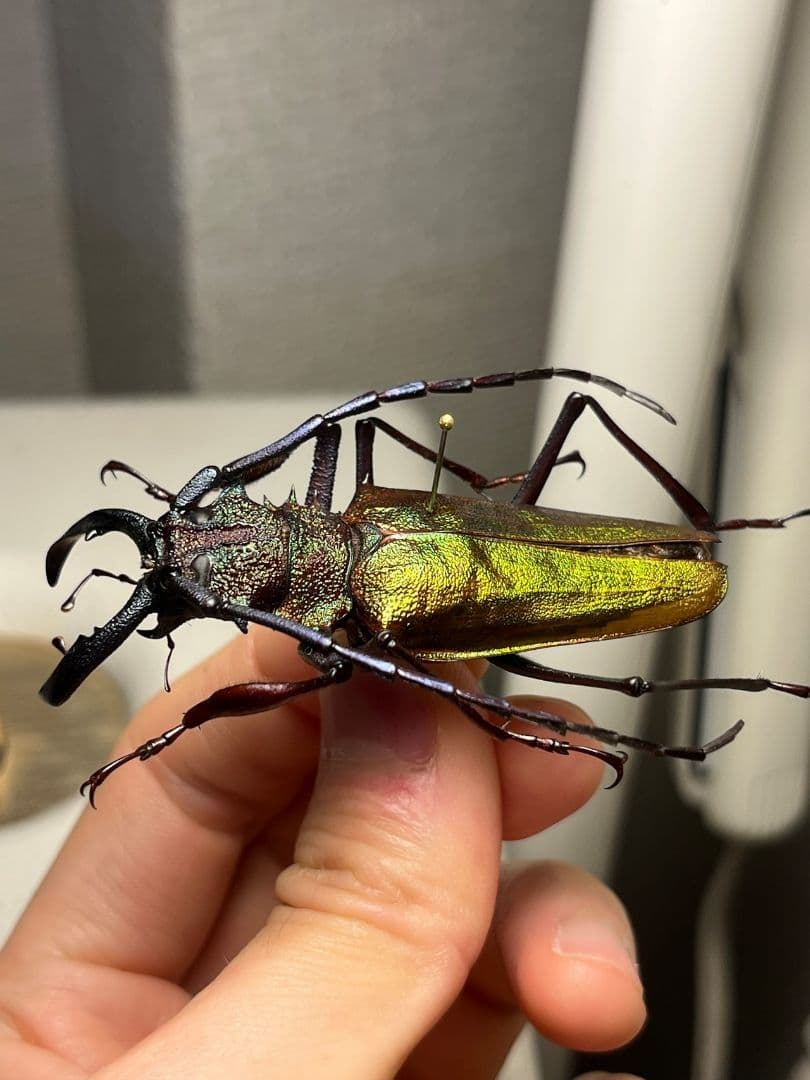 【赤黄緑青】ルリオニカミキリ ムラサキオニノコギリカミキリ キンオニ標本