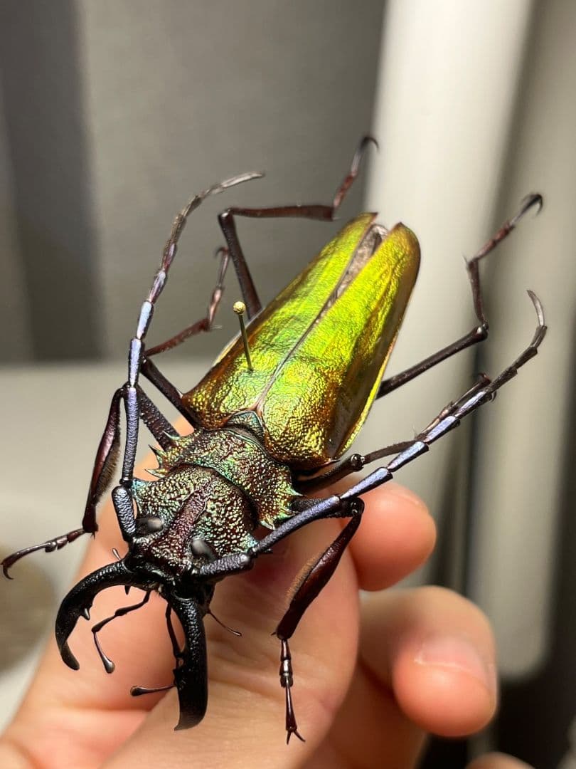 【赤黄緑青】ルリオニカミキリ ムラサキオニノコギリカミキリ キンオニ標本