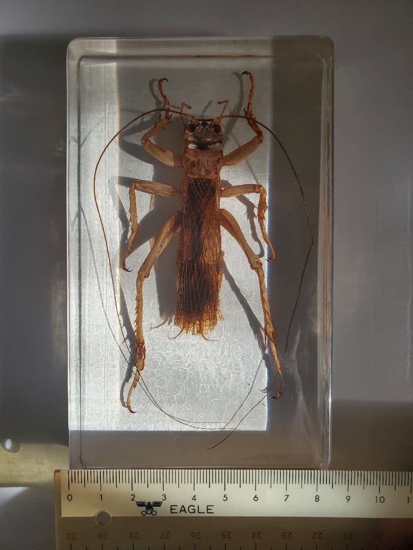 オバケコロギス樹脂標本