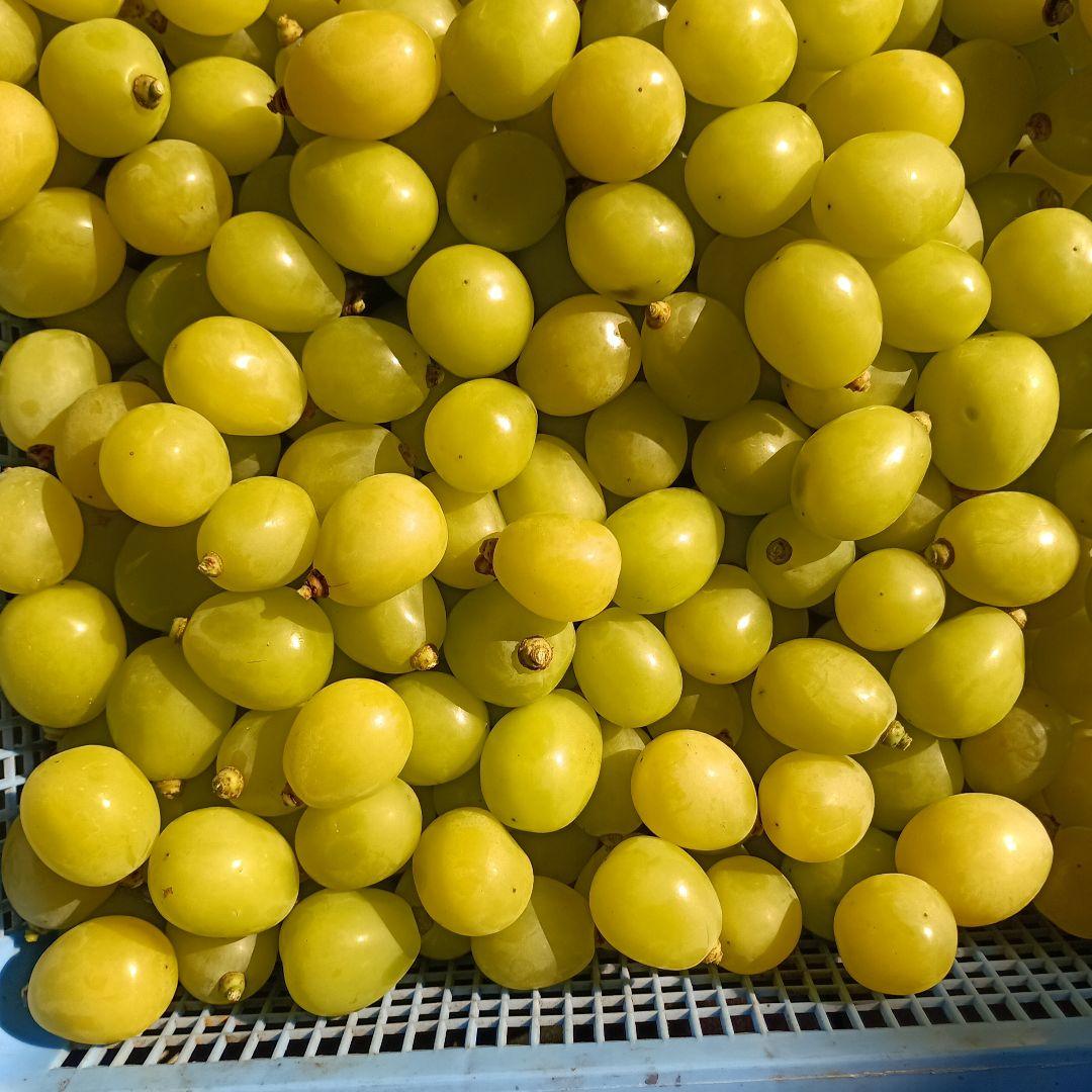 シャインマスカット増量の、完熟多め入り徳用5.5キロの粒バック入りになります。