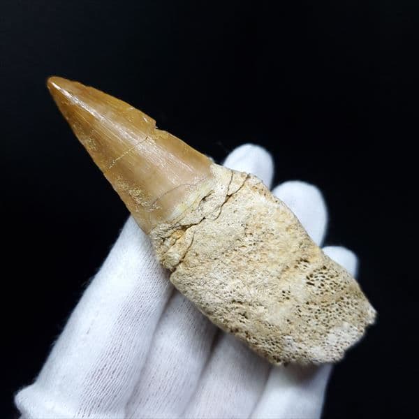 美品 歯根付き モササウルス 化石 本物 モロッコ産 85.40mm mos9