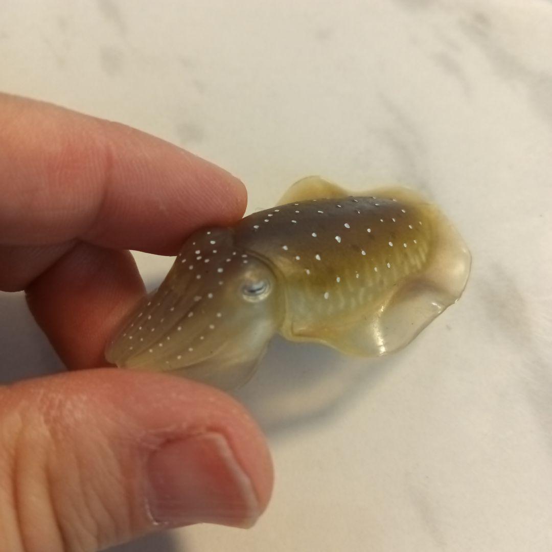 訳あり　ネイチャーテクニカラー　鳥羽水族館　立体コレクション　コブシメ