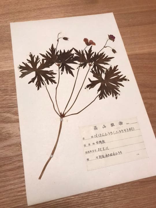 アンティーク　植物標本　高山植物　全57種