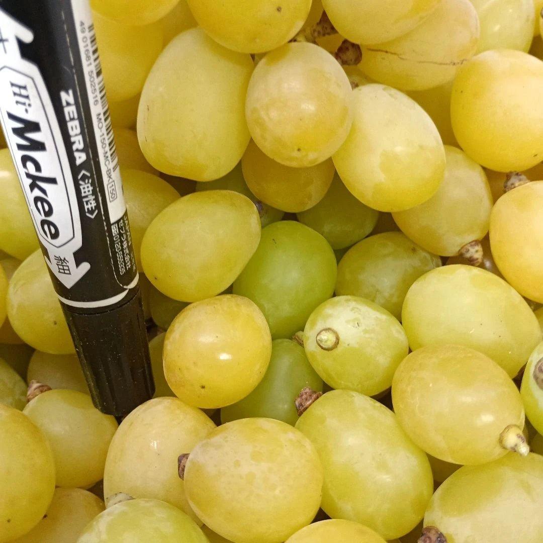 シャインマスカット大粒完熟増量の、徳用5.5キロ入りの粒バック入りになります。