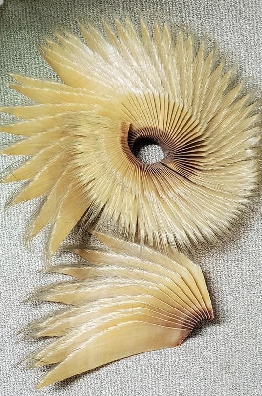 【あっ!】ナガスクジラやミンククジラひげ　鯨　 髭　レア