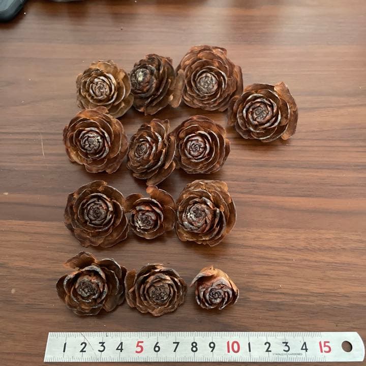 ヒマラヤスギの松ぼっくり全部セット