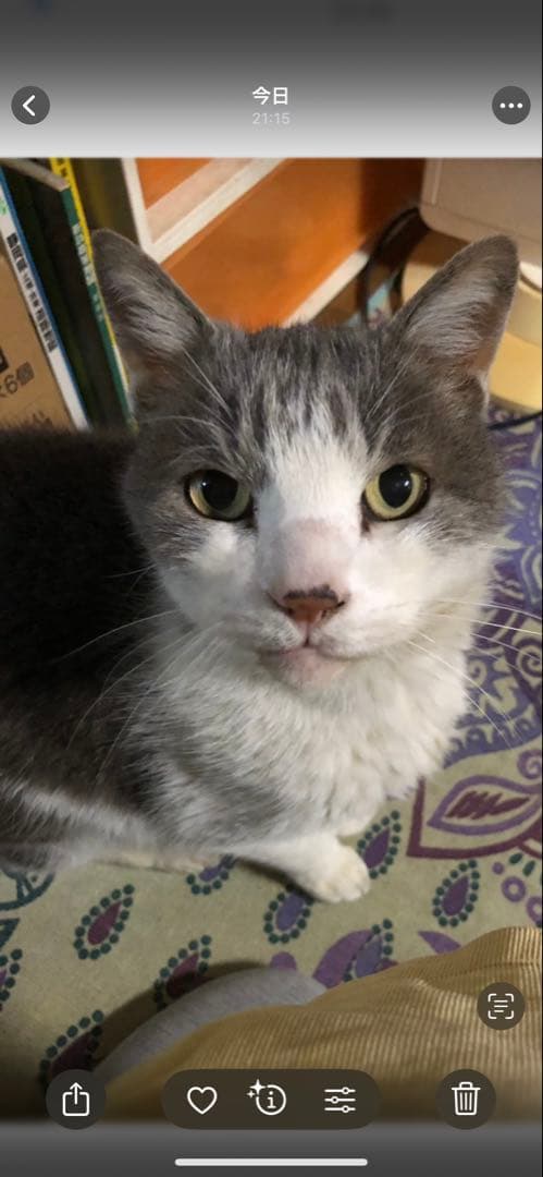 アンティーク雑貨 PDeeT.jap