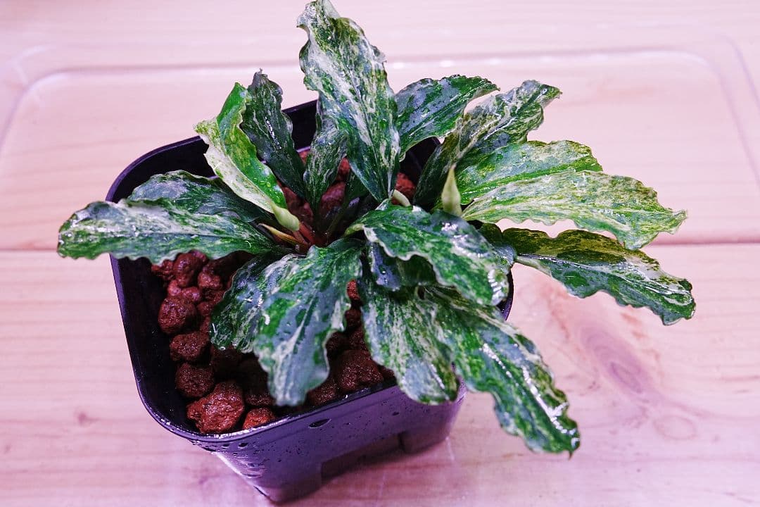 ブセファランドラsp. グリーンウェービー 斑入り バリエガータ　水上葉　無農薬