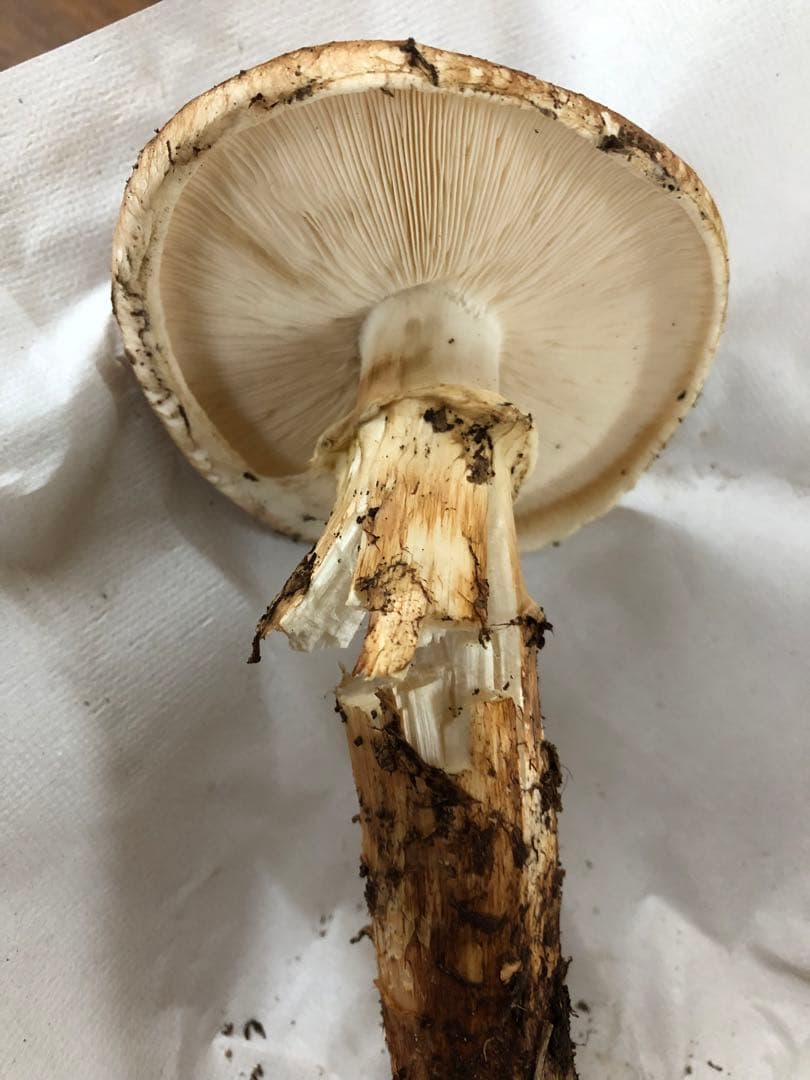 岩手県産　天然訳あり松茸（171g）③