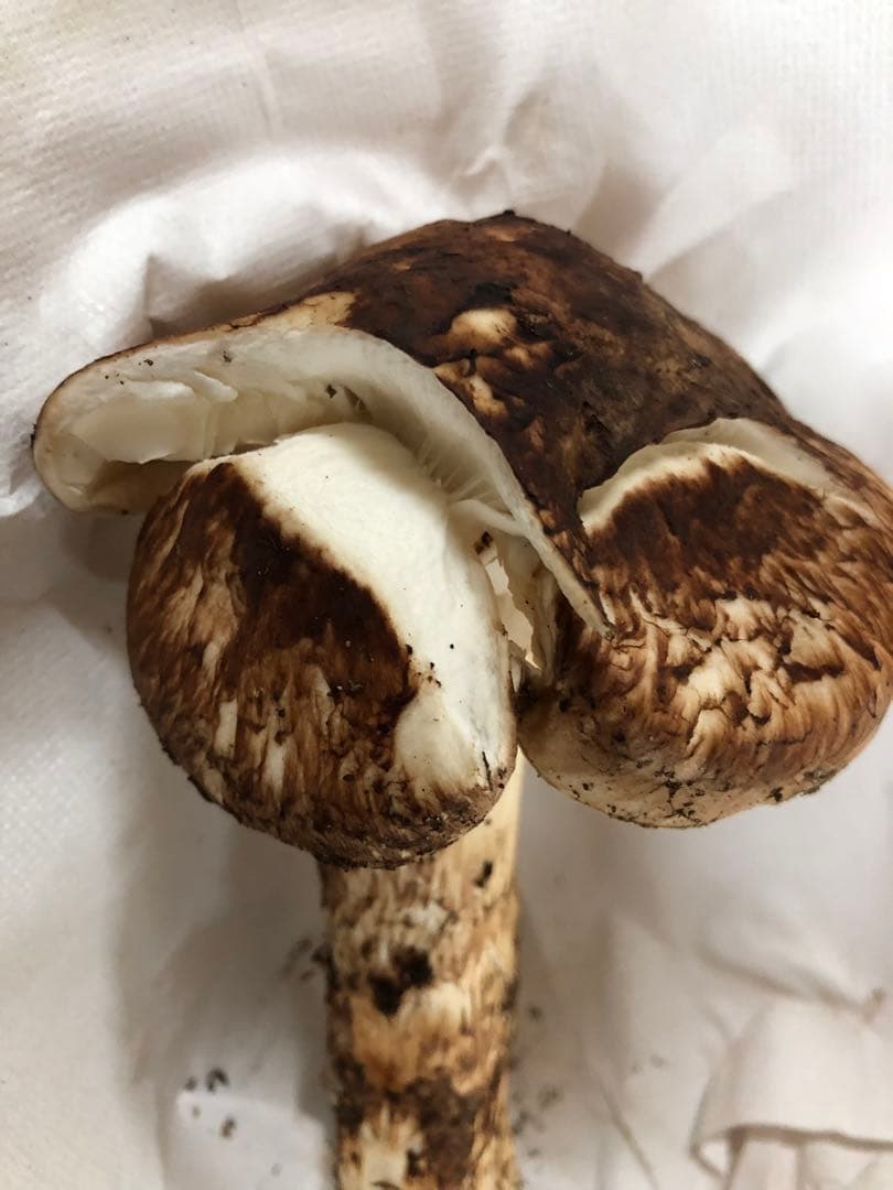 岩手県産　天然訳あり松茸（171g）③