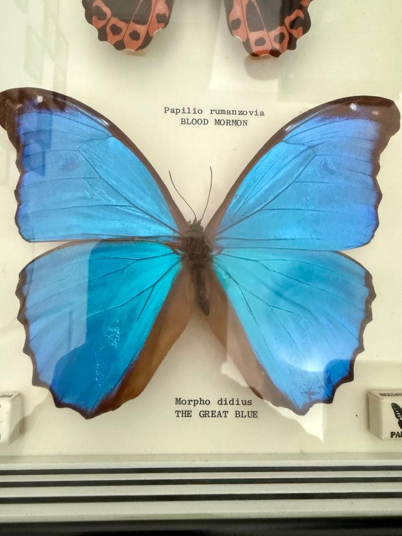 蝶昆虫標本 希少モルフォマレーシア PAPILLON 木製フレーム