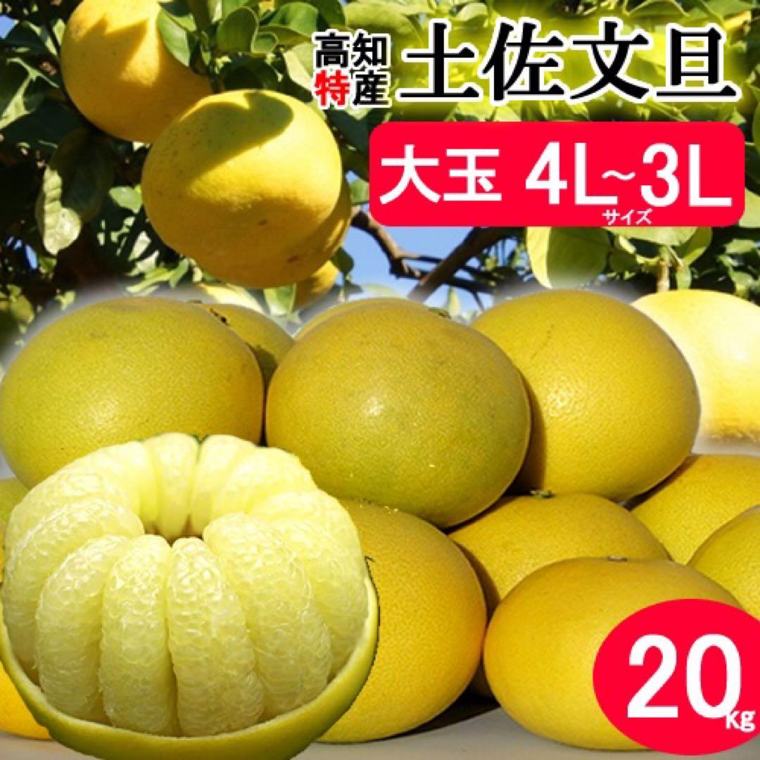 大玉限定☆ご家庭用　高知特産土佐文旦　 4L〜3Lサイズ13〜18玉入り約20㎏