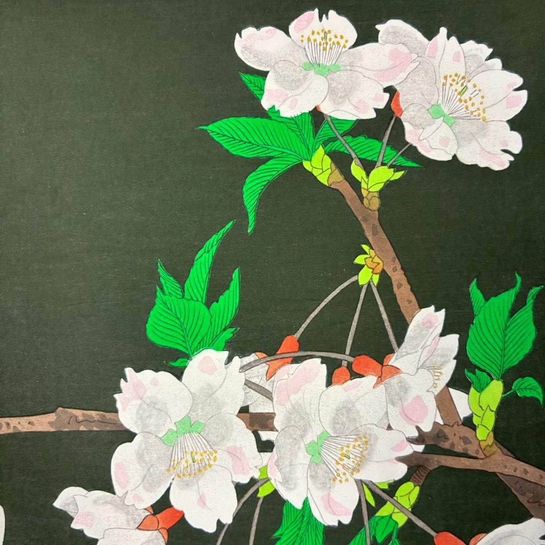 美品 中島千波「櫻花(1)」木版画 直筆サイン・朱印有 アダチ版画研究所 桜