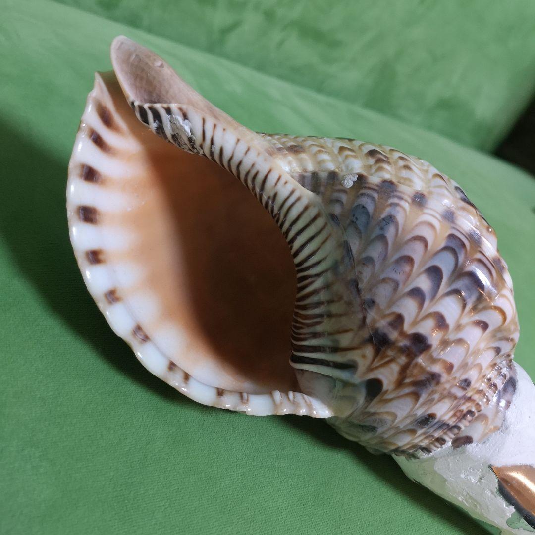 法螺貝　ホラ貝　クリスマス　プレゼント