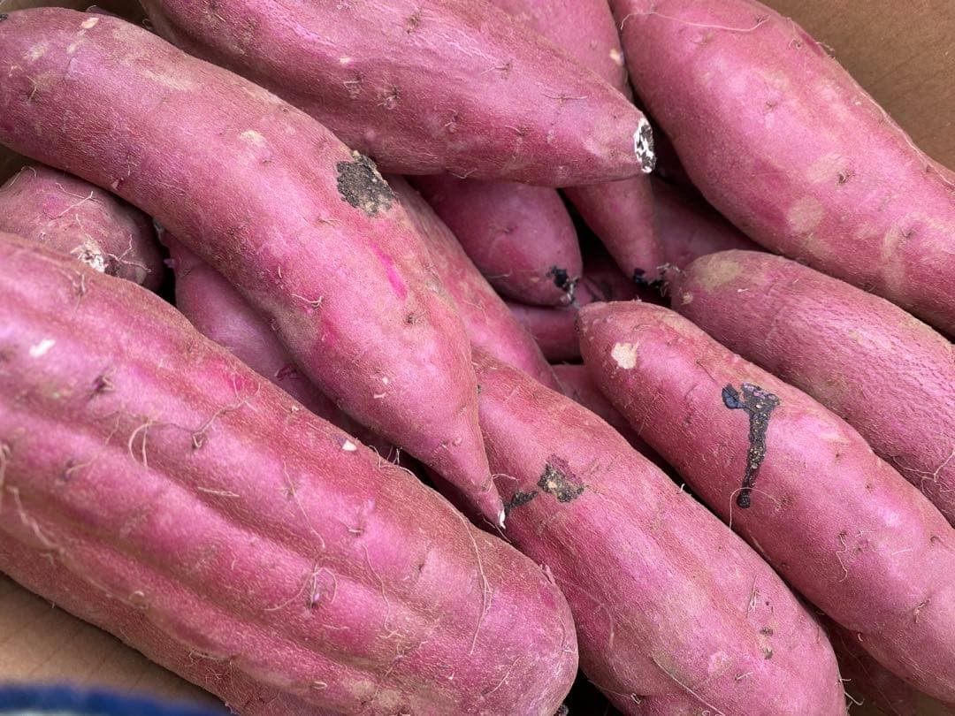 茨城県産紅はるかM30キロ　ジョークール品