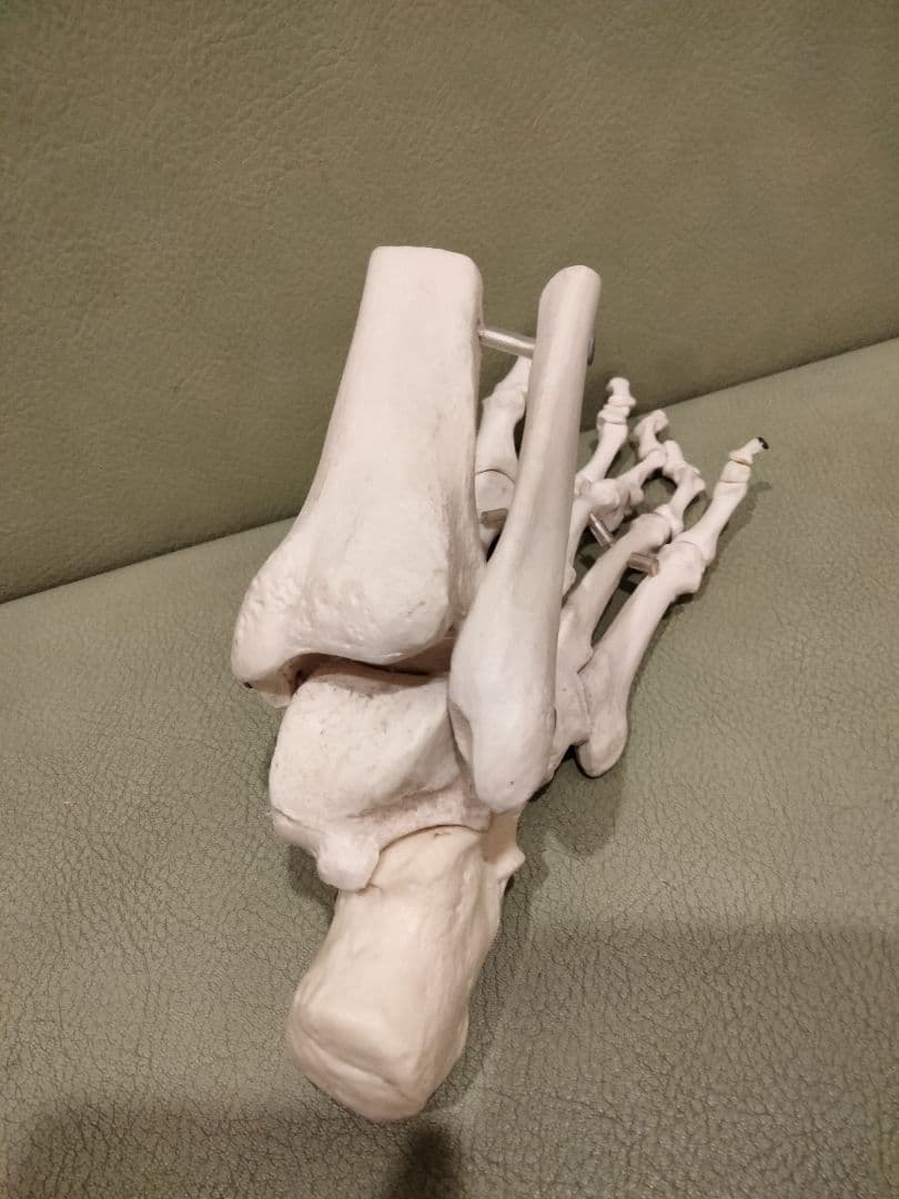 ３Ｂサイエンティフィック　足の骨モデル　脛骨・腓骨付、エラスティックコードつなぎ