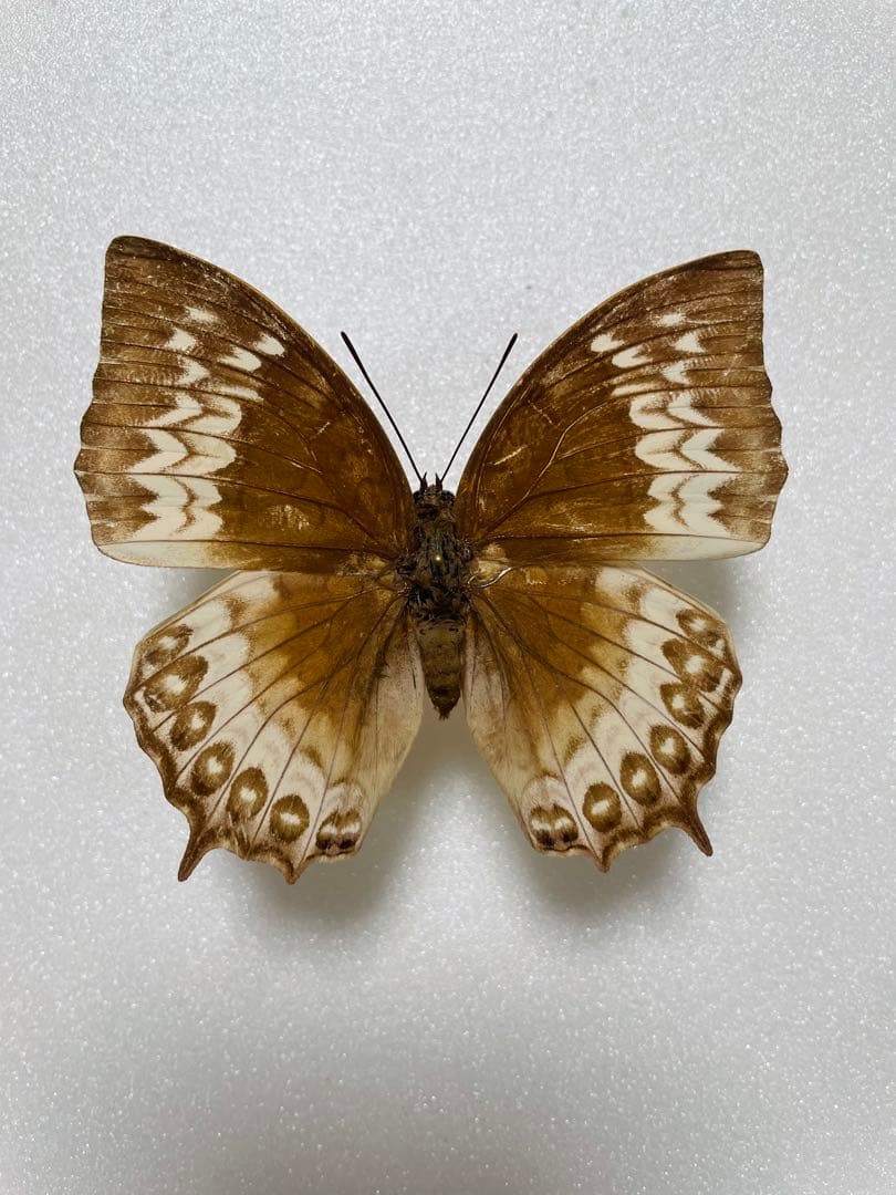 【ペア】ダンフォルティーフタオ（インドネシア産）