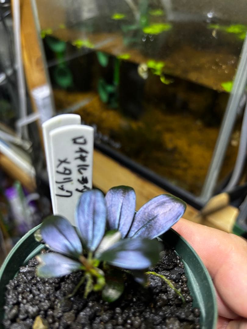 ブセファランドラ spロイヤルダークメタリック