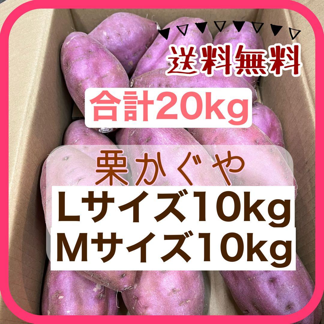 栗かぐや Mサイズ 20kg ホクホク系 さつまいも