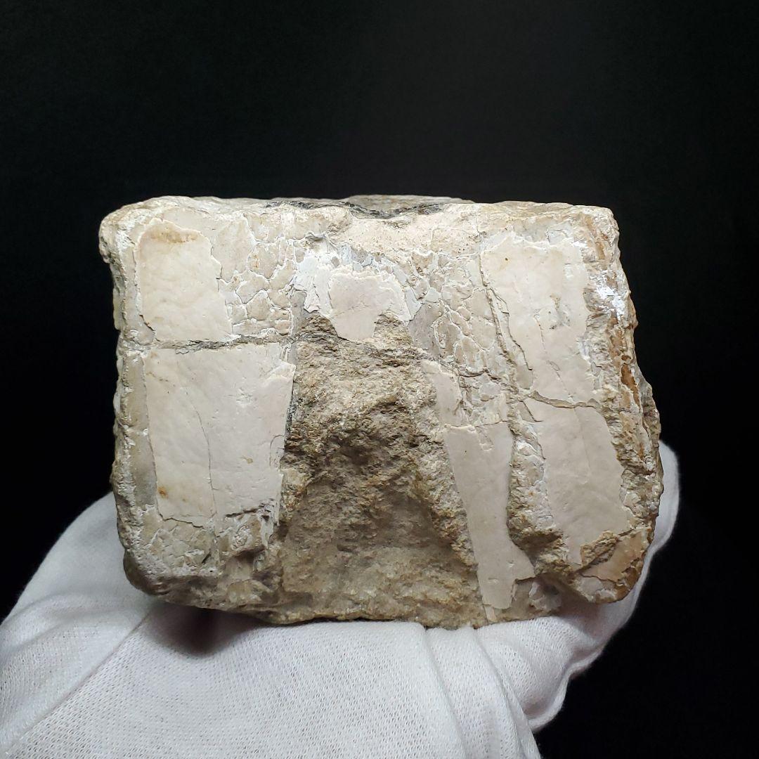 博物館級 トロペオグナトゥス 化石 上顎 恐竜 本物 83.53mm fr73