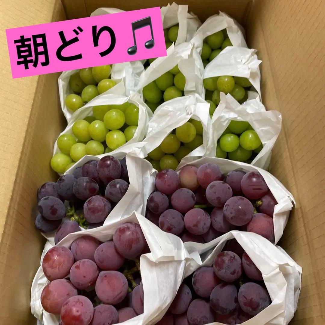 大容量！！訳ありシャインとクィンニーナ　約4キロ　13房