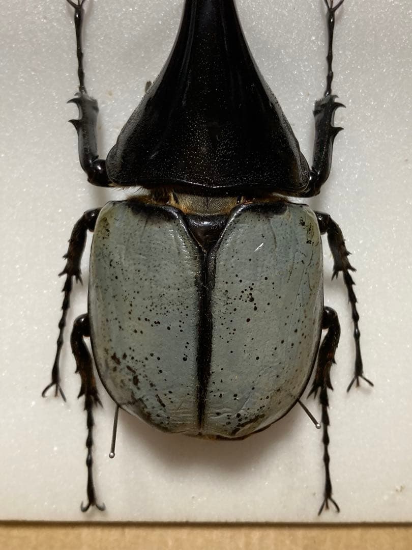 ヘラクレス・ヘラクレス　ブルー標本 週末限定価格‼️