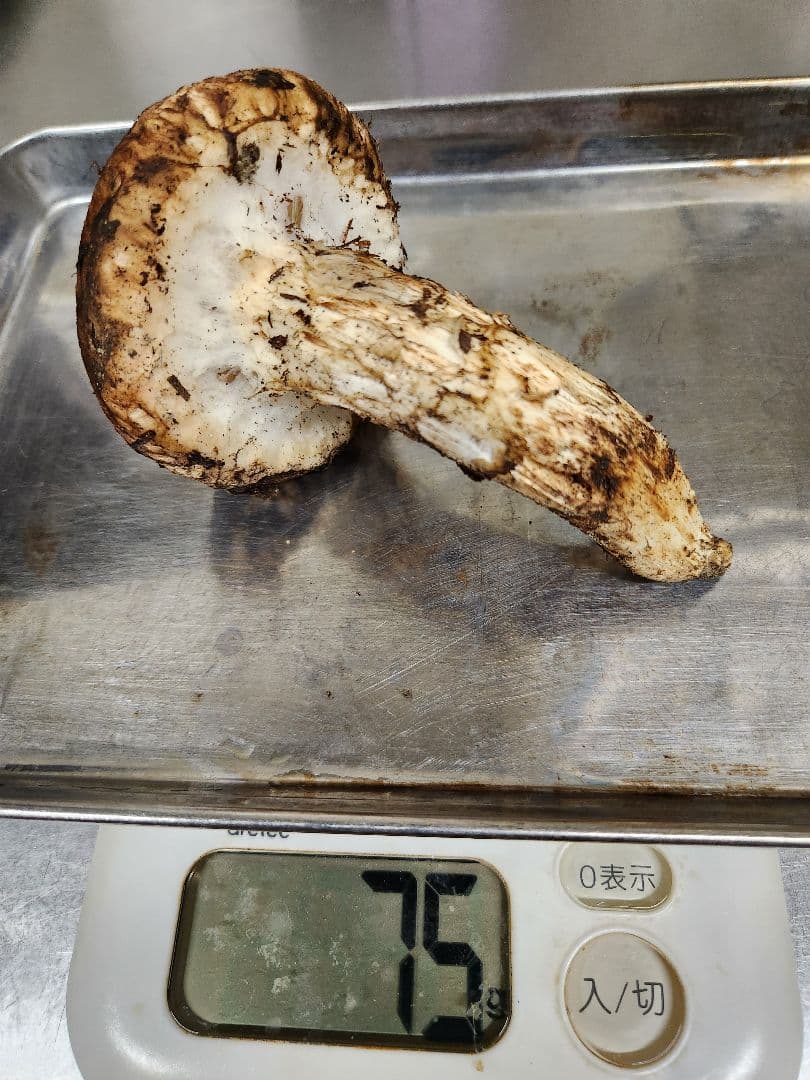 南信州松茸　蕾&開き 365g　最終