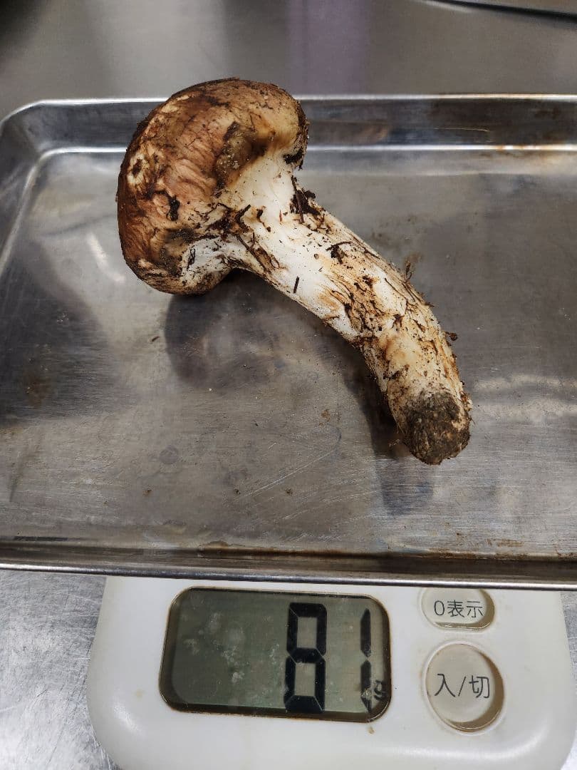 南信州松茸　蕾&開き 365g　最終