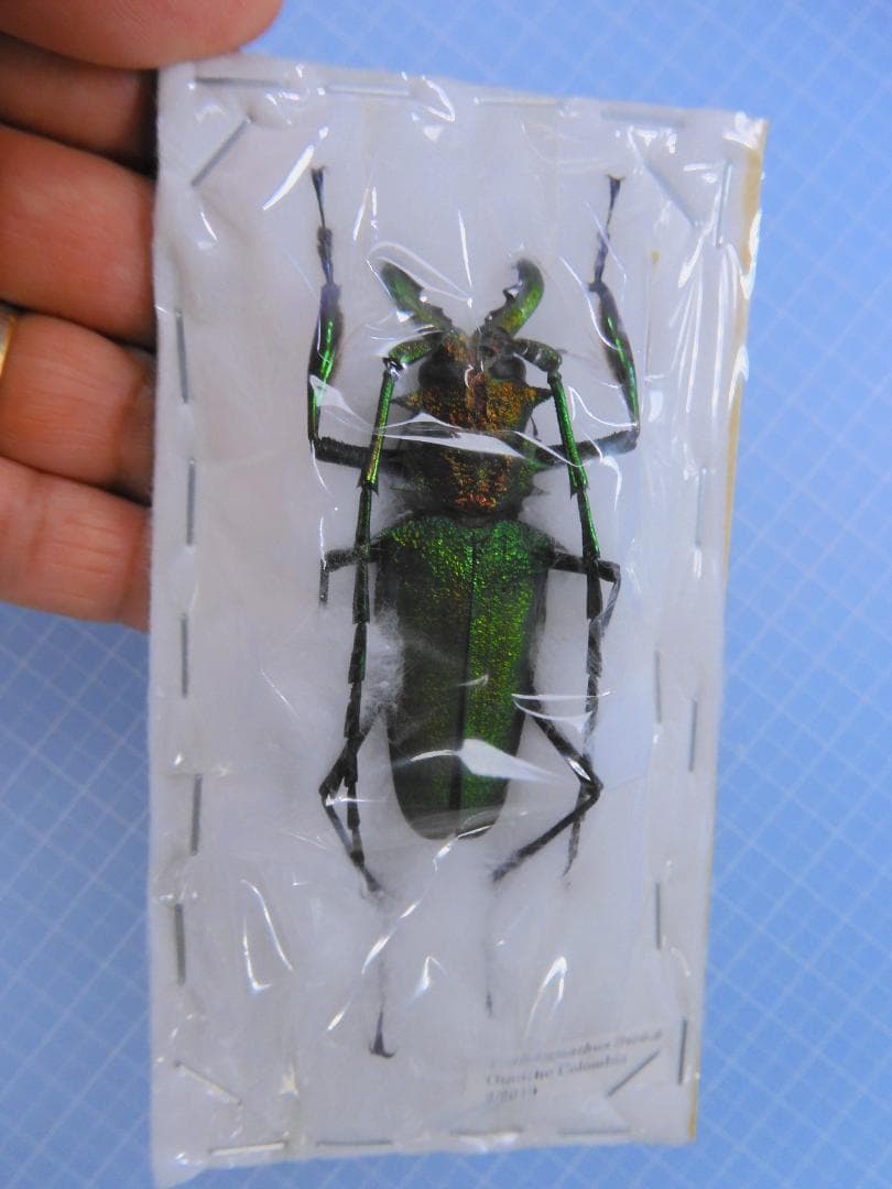 コロンビア産　ルリオニカミキリ　61mm