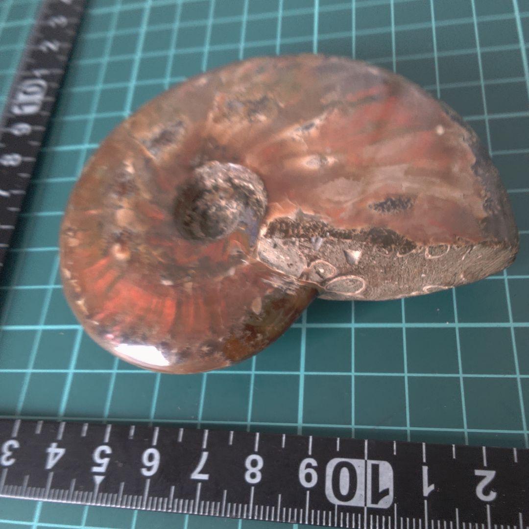 小物１ アンモナイト化石 光沢あり