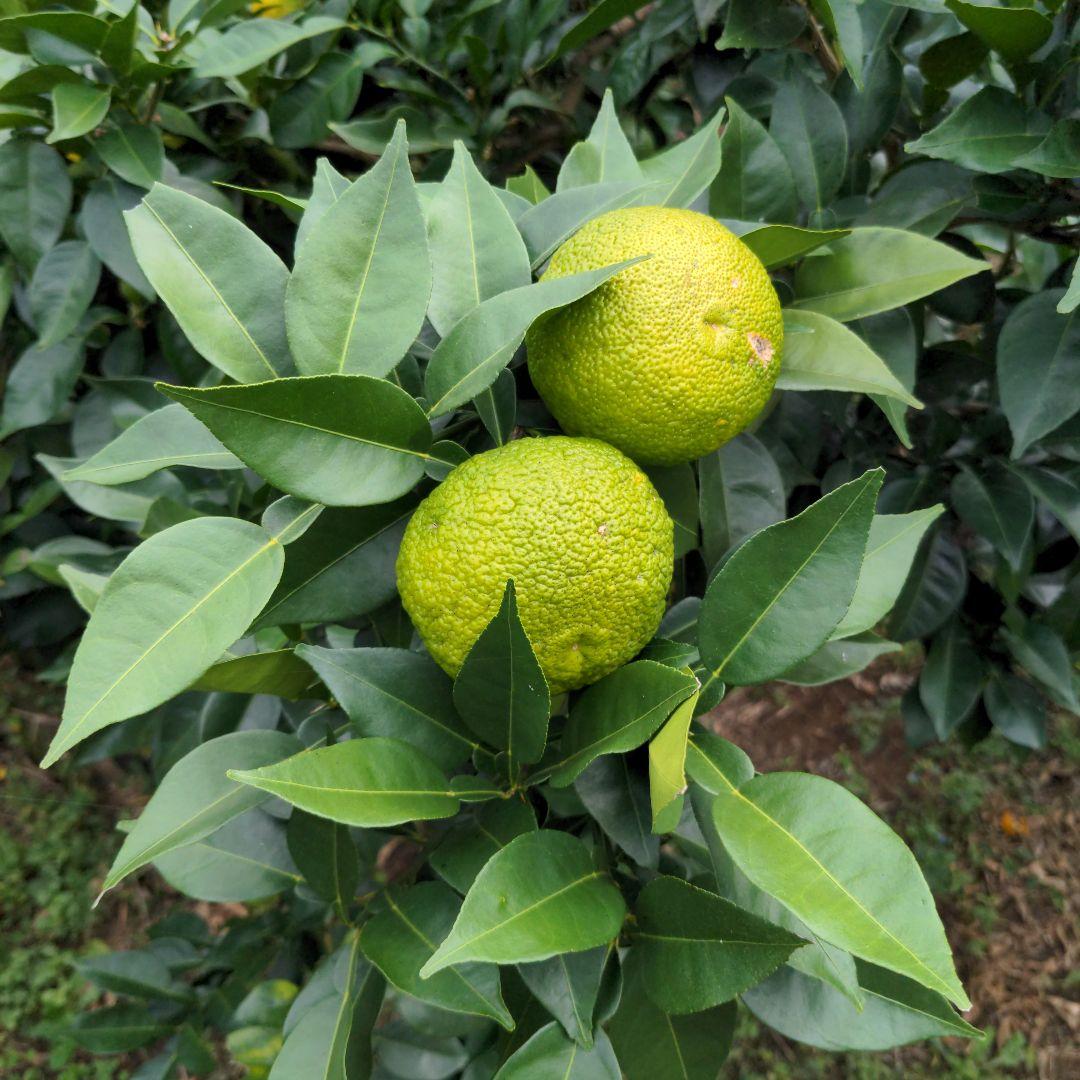 鍋に最高！ゆず１５kg（愛媛県産）。柚子ポン酢、柚子胡椒、うどん、そば、焼酎に◎