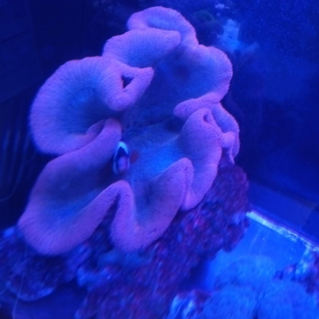 イボハタゴスーパーレッド