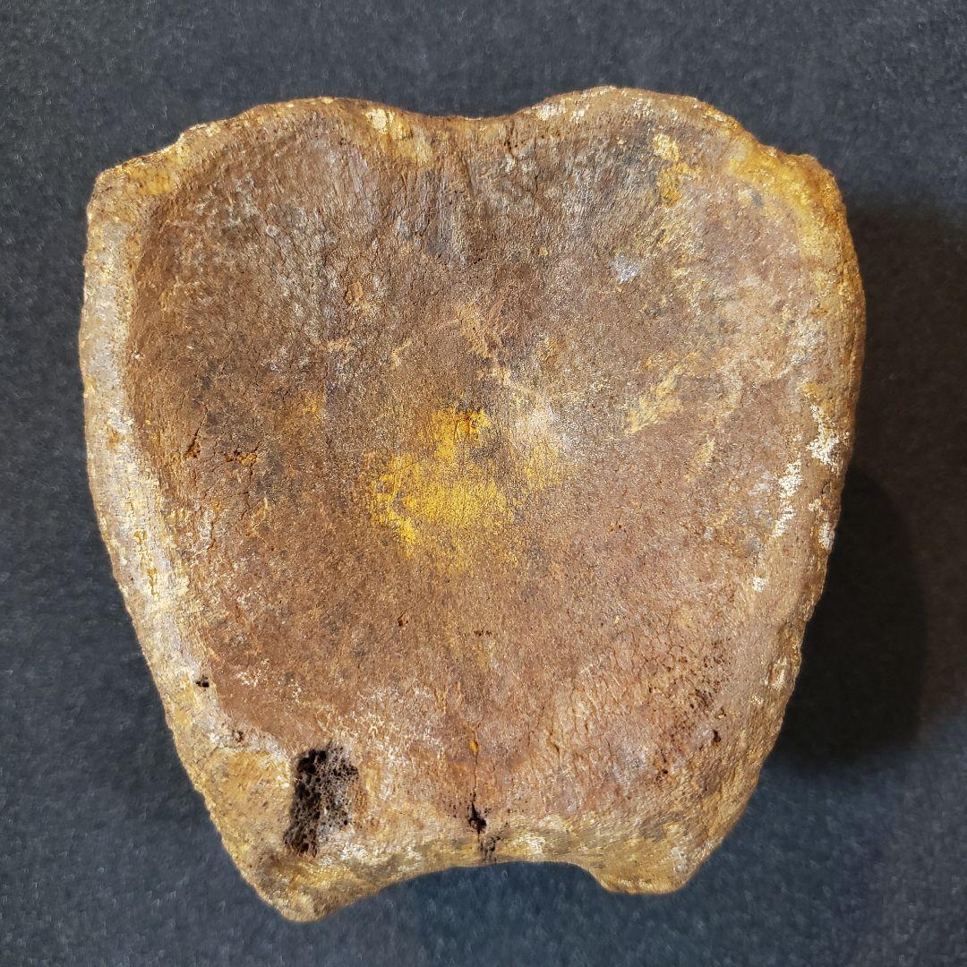 ハドロサウルス　脊髄化石