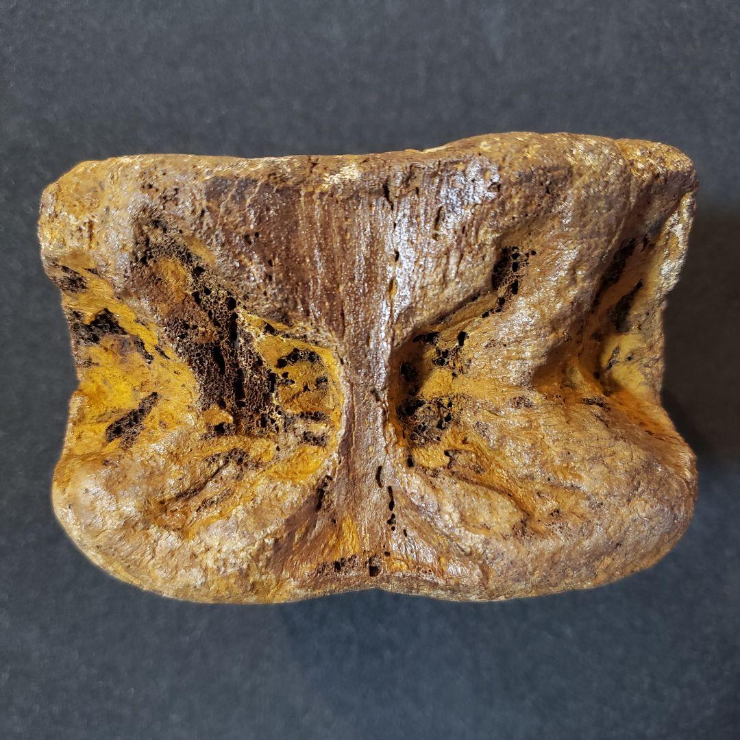 ハドロサウルス　脊髄化石