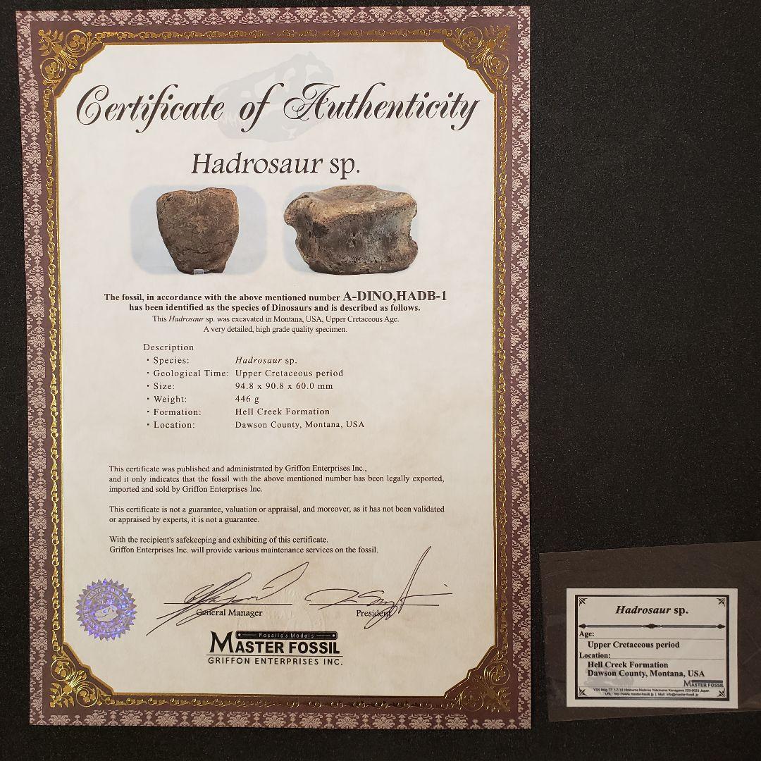 ハドロサウルス　脊髄化石