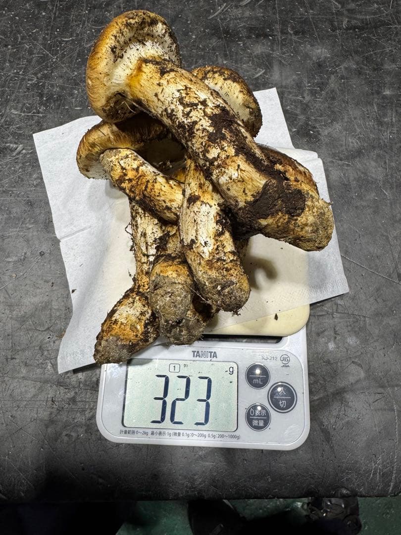 今季最後　岐阜県産　国産　松茸　300g　クロネコクール便着払い