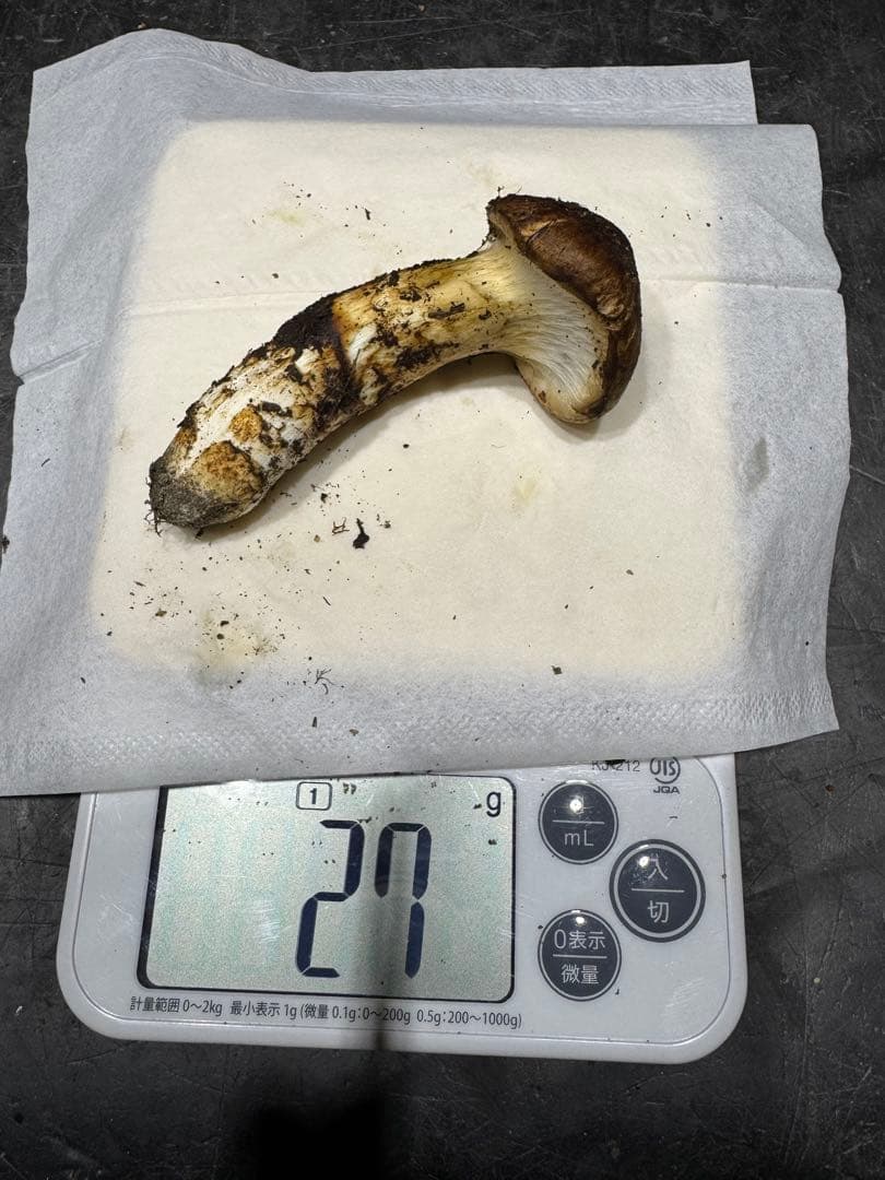 今季最後　岐阜県産　国産　松茸　300g　クロネコクール便着払い