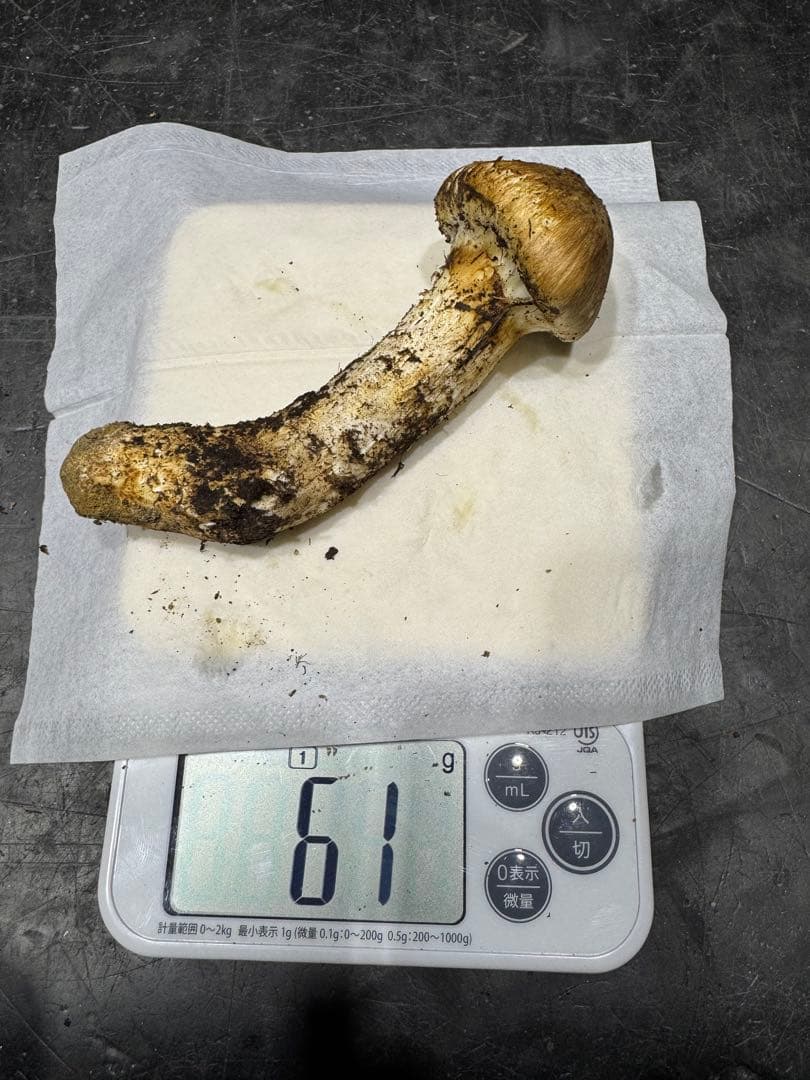 今季最後　岐阜県産　国産　松茸　300g　クロネコクール便着払い