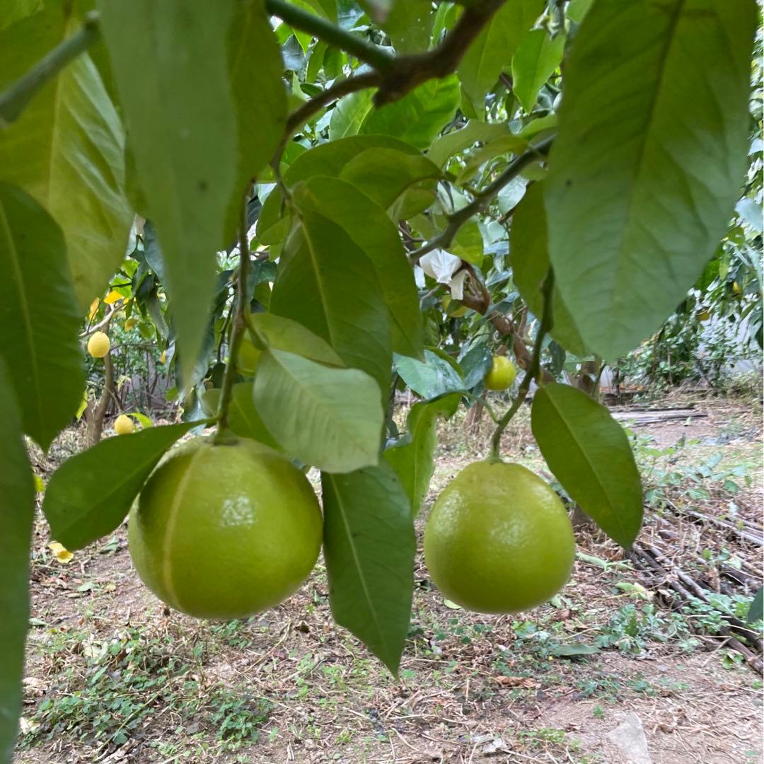 2国産ベルガモットオレンジ果実香りが強い露地栽培約:9k A品【一部分B品含む】