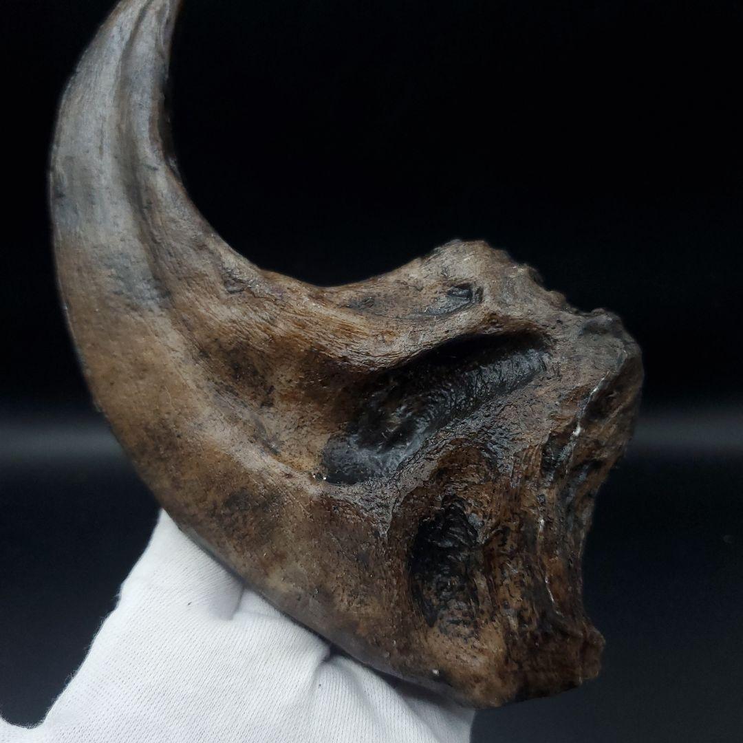 アロサウルス 爪 化石 レプリカ 約171.62mm  arr17