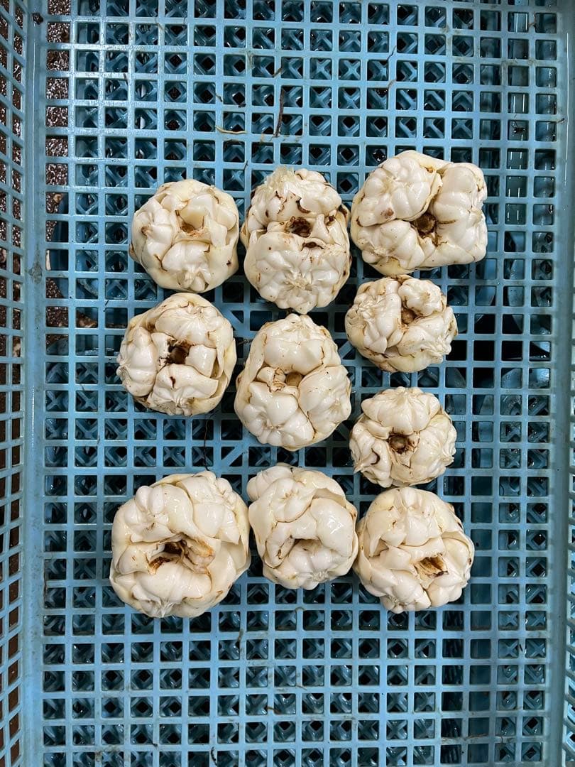 banana　北海道産訳ありゆり根10キロ