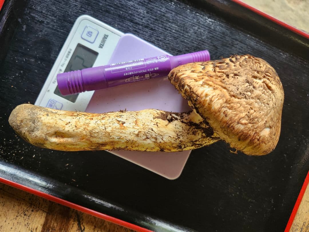 長野県　松茸　栂松茸　大きい