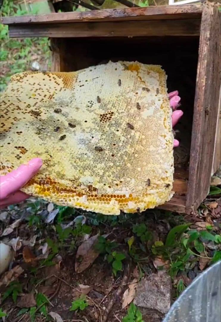 ニホンミツバチの蜂蜜 輝夜